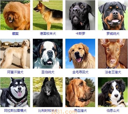 大型犬品种大全 你知道吗?