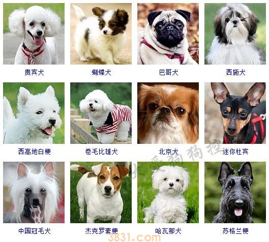 小型犬品种大全 这些狗狗你想养哪只?