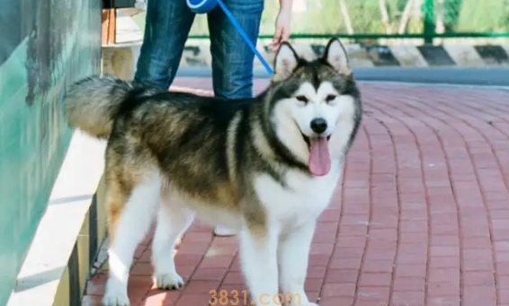 阿拉斯加狼版熊版区别 你了解阿拉斯加雪橇犬吗?