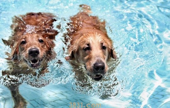 狗狗游泳会得皮肤病么 经常游泳会得皮肤病吗