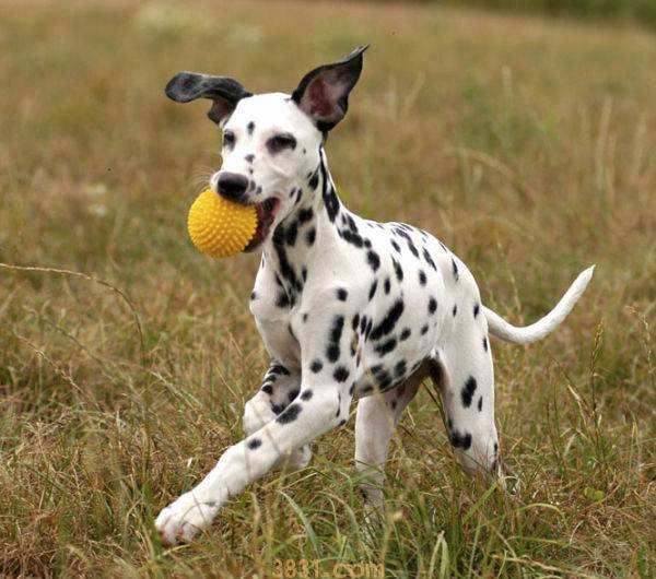 白色斑点狗多少钱 白色斑点狗多少钱一只