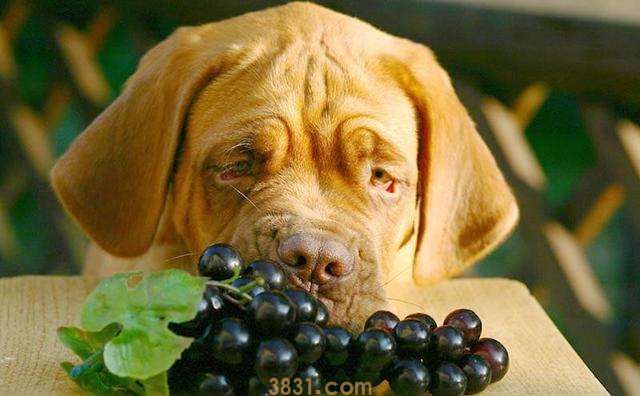 狗吃多少葡萄干会致死